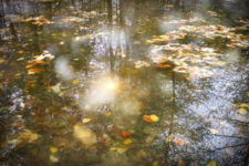 Weiher im Wald 20201102 1380v1