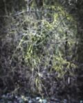 ZweigeGewirr 20140112 130122b